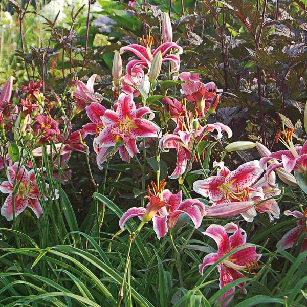  Lilium 'Stargazer'