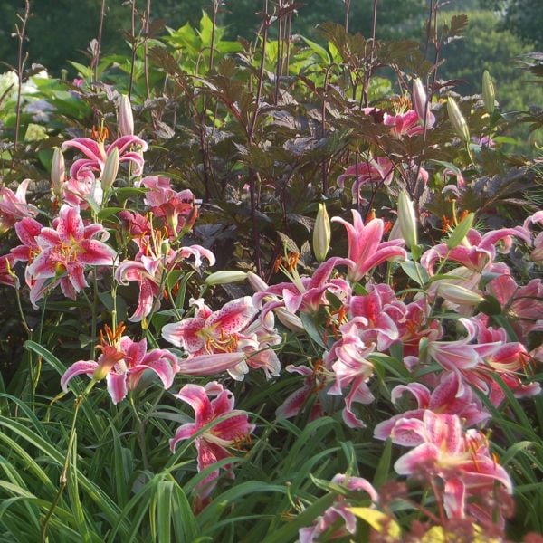  Lilium 'Stargazer'