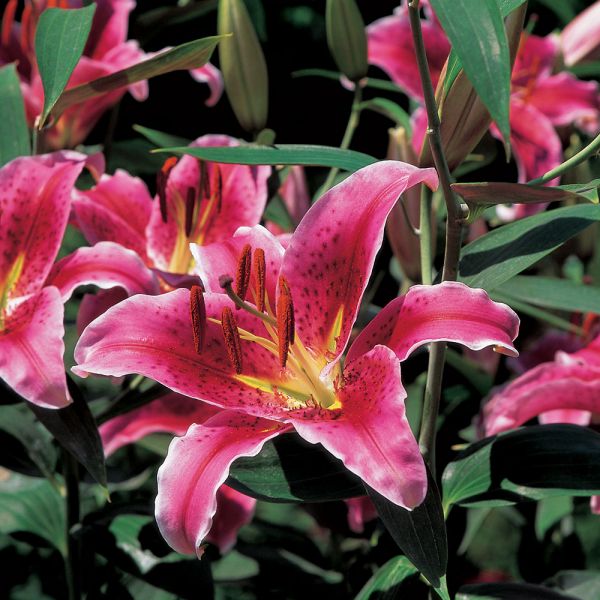  Lilium 'Stargazer'