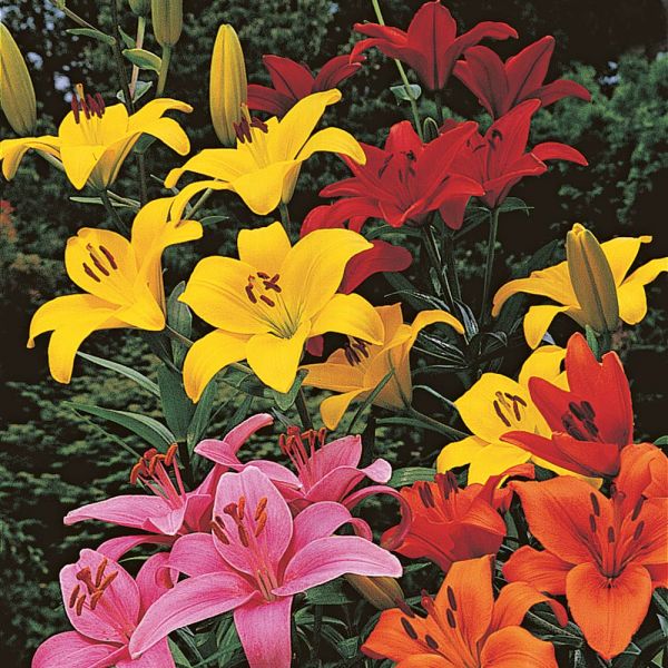  Lilium True Colors Mix For Naturalizing