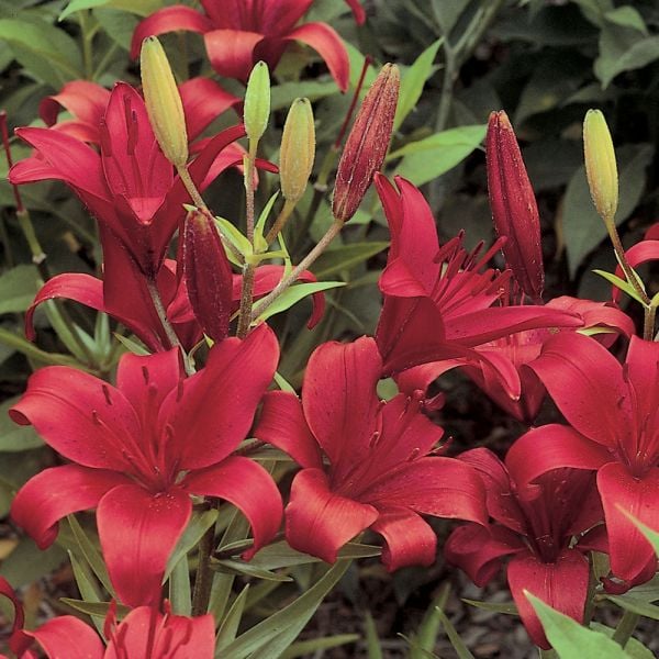  Lilium True Colors Mix For Naturalizing