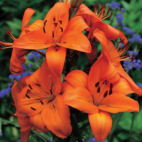  Lilium True Colors Mix For Naturalizing