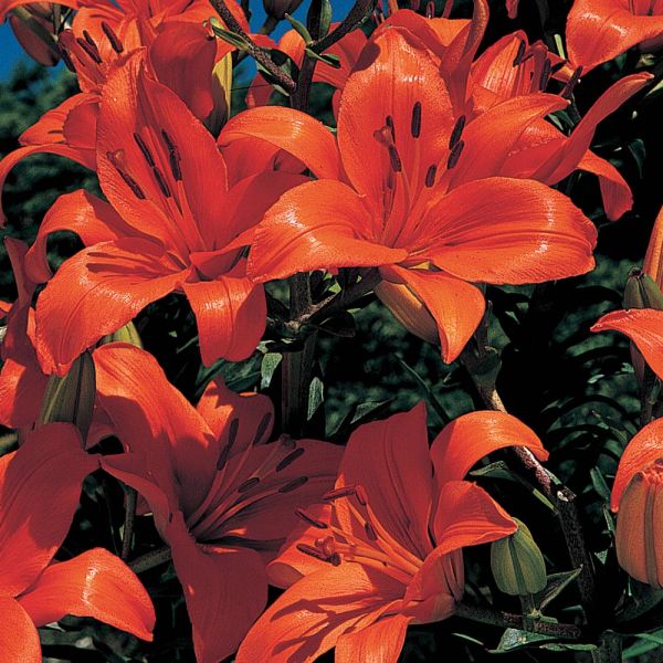  Lilium True Colors Mix For Naturalizing