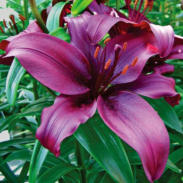  Lilium True Colors Mix For Naturalizing