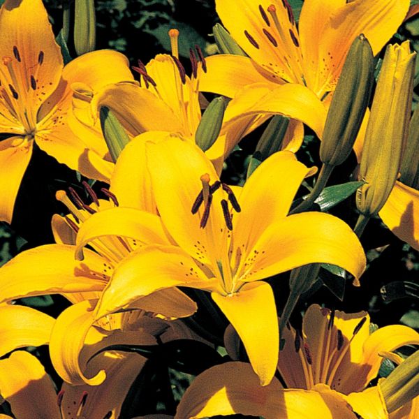  Lilium True Colors Mix For Naturalizing