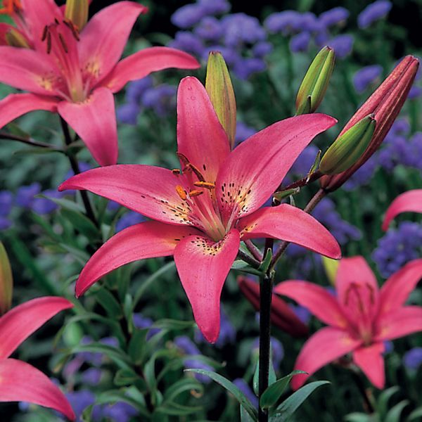  Lilium True Colors Mix For Naturalizing
