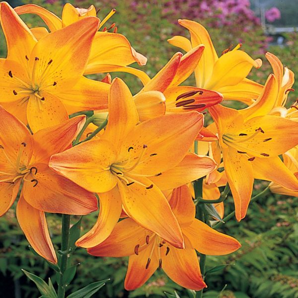  Lilium True Colors Mix For Naturalizing
