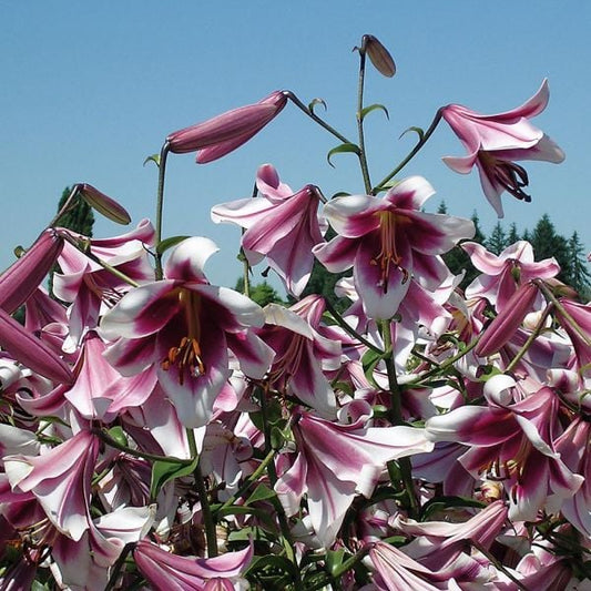 Lilium 'Silk Road'