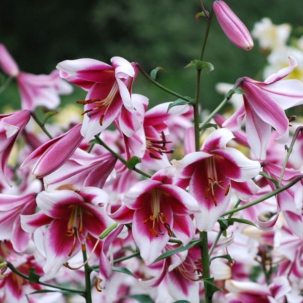  Lilium 'Silk Road'