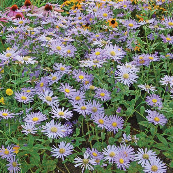  Aster X Frikartii 'Mönch'