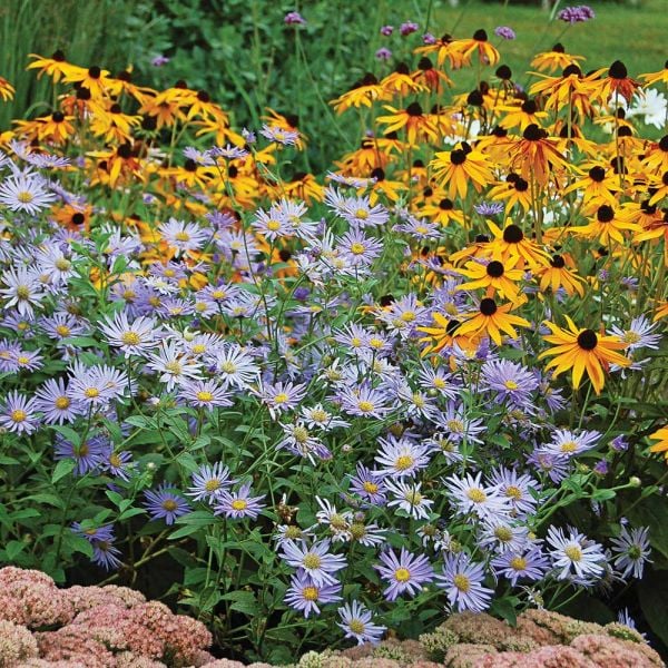  Aster X Frikartii 'Mönch'
