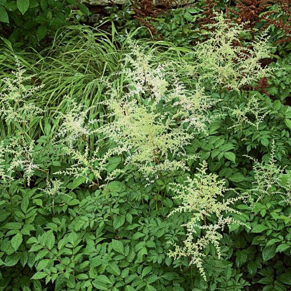  Astilbe X Arendsii 'Bridal Veil'