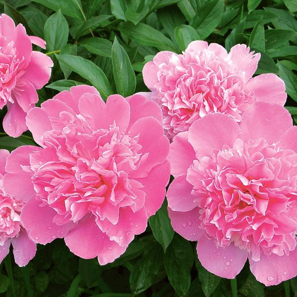  Peony 'Monsieur Jules Elie'