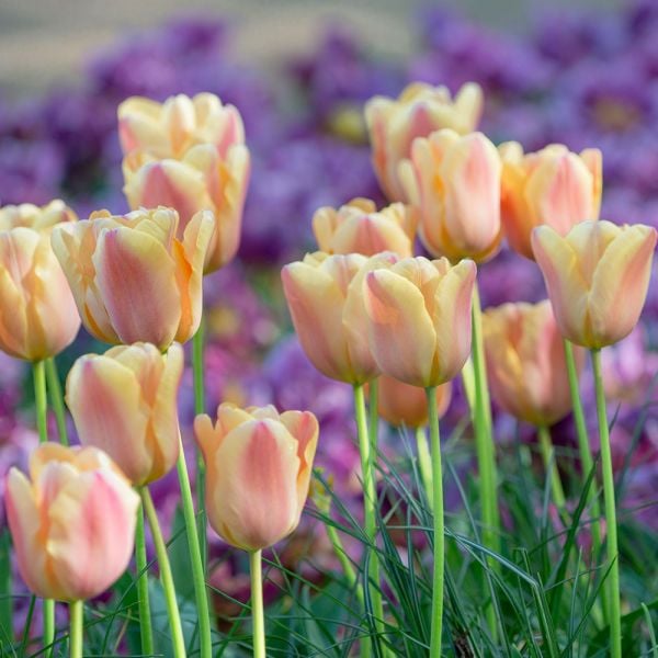 Tulip 'Apricot Foxx'