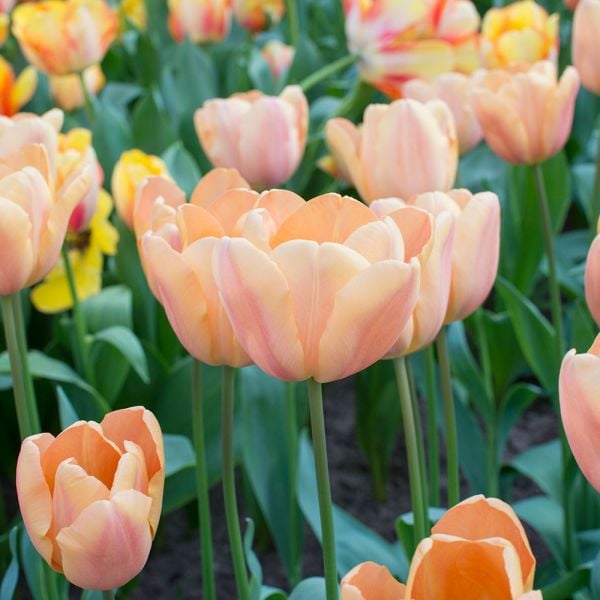  Tulip 'Apricot Foxx'