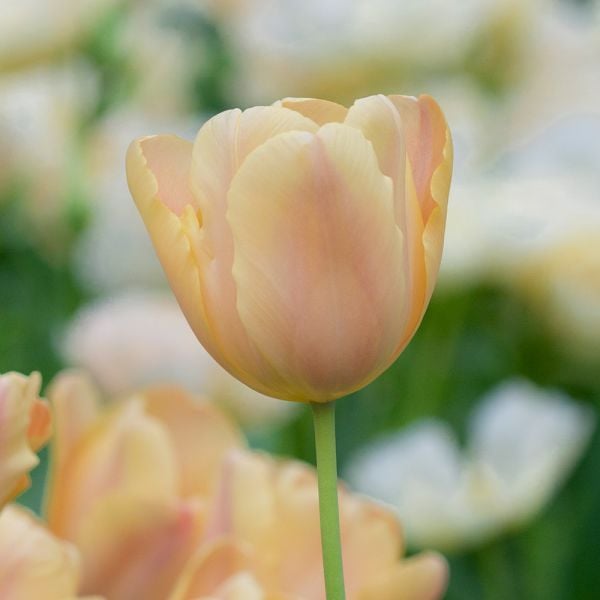  Tulip 'Apricot Foxx'