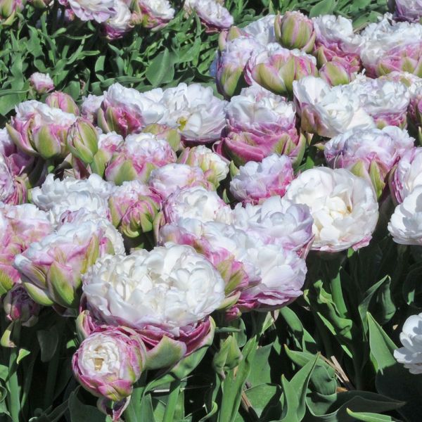  Tulip 'Peggy Wonder'