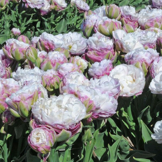  Tulip 'Peggy Wonder'