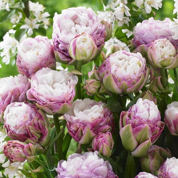  Tulip 'Peggy Wonder'