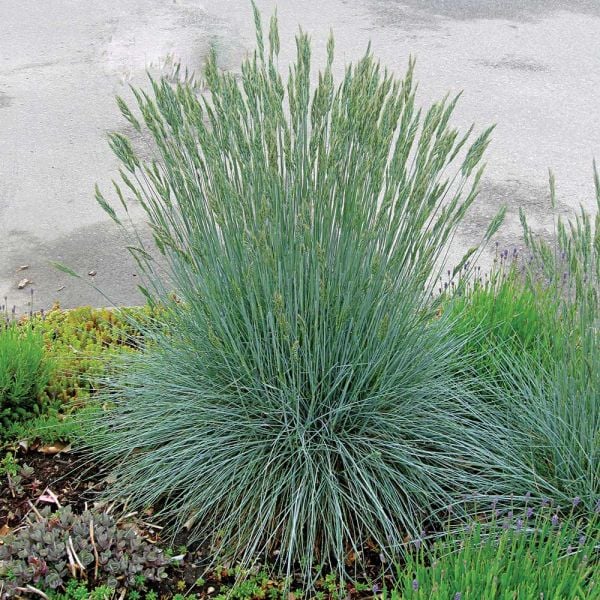  Ornamental Grass: Festuca Glauca Beyond Blue™
