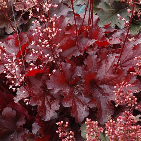  Heuchera Forever® Red
