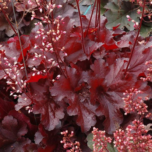  Heuchera Forever® Red