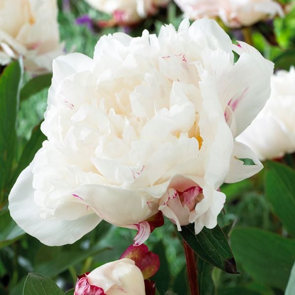  Peony 'Myrtle Gentry'