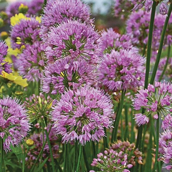  Allium 'Millenium'