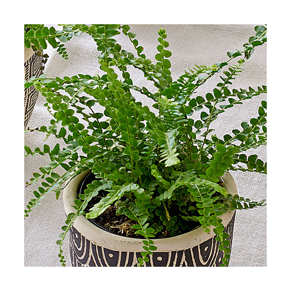  Lemon Button Fern Trio In Togo Pots
