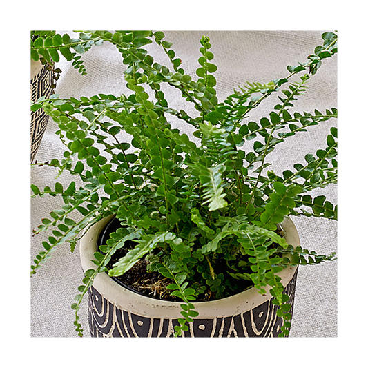  Lemon Button Fern Trio In Togo Pots