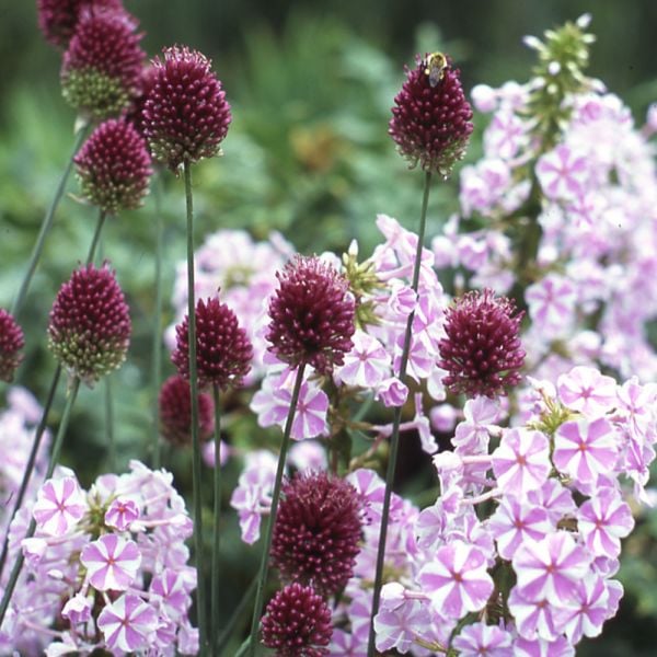  Allium Sphaerocephalon