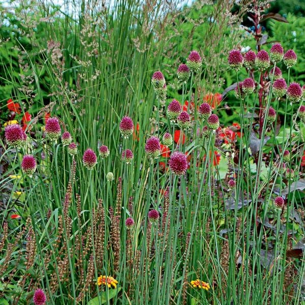  Allium Sphaerocephalon