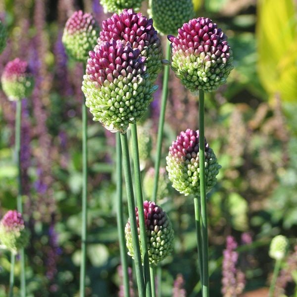  Allium Sphaerocephalon
