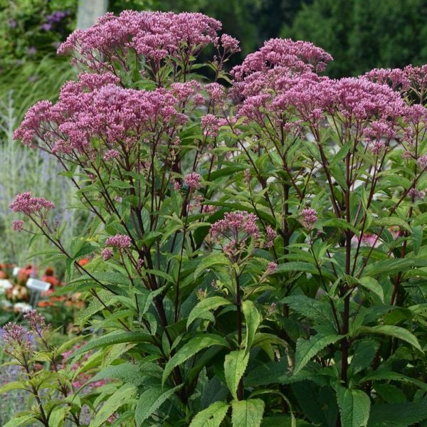  Eupatorium Dubium 'Baby Joe'