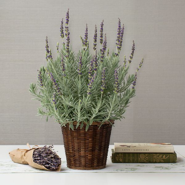  Lavender 'Goodwin Creek Grey' In 7" Woven Basket