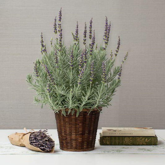  Lavender 'Goodwin Creek Grey' In 7" Woven Basket