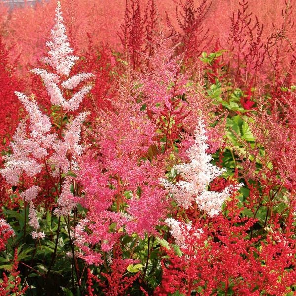  Cornerstone Astilbe Collection