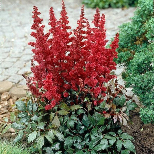  Astilbe X Arendsii 'Fanal'