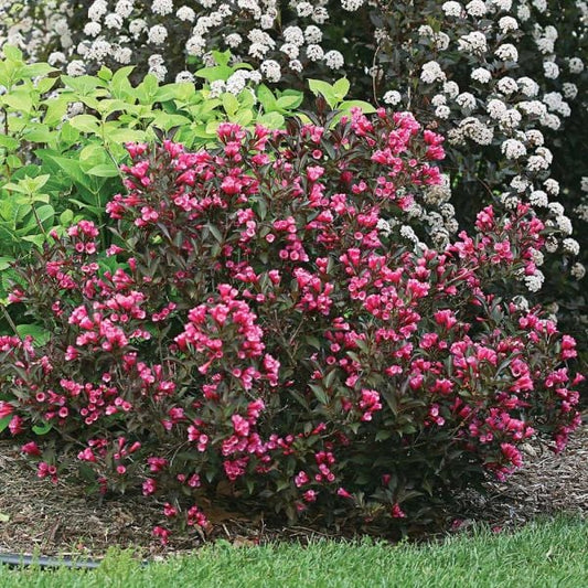  Weigela Florida Wine & Roses®