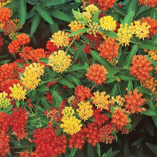  Asclepias Tuberosa Gay Butterflies Mix