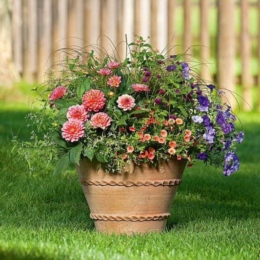  Apricot Allegro Annual Collection