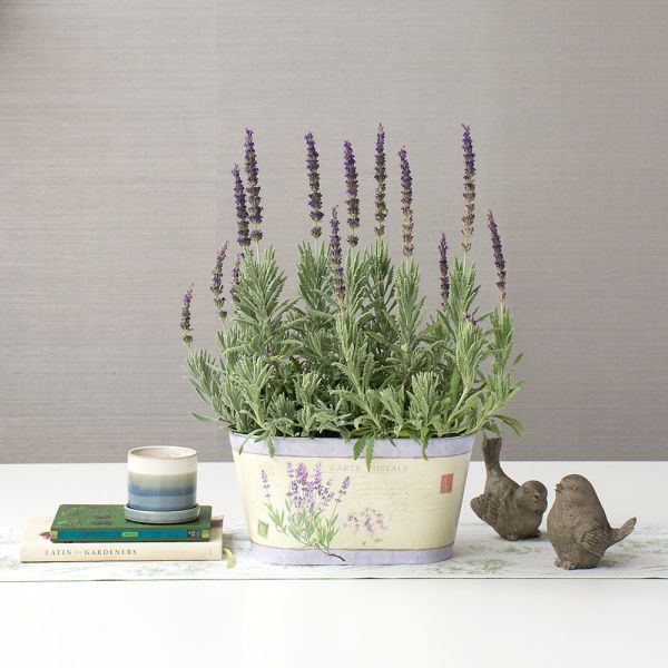  Lavender 'Goodwin Creek Grey' In Decorative Metal Cachepot