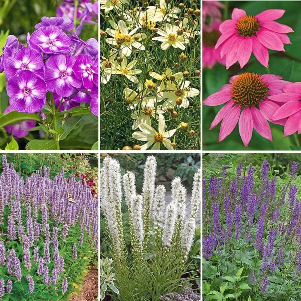  Pollinator Garden For Sun