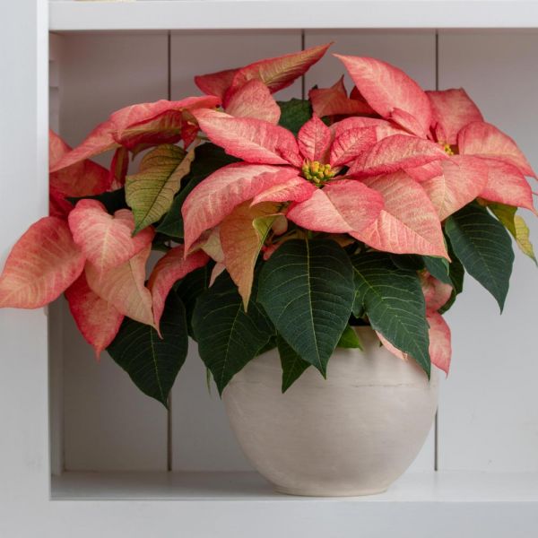  Poinsettia Premium Picasso In Cream Ceramic Cachepot