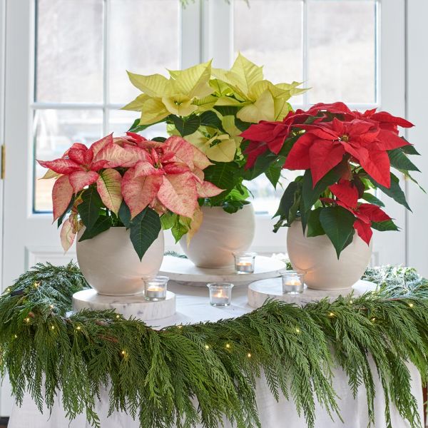  Poinsettia Premium Picasso In Cream Ceramic Cachepot