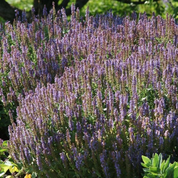  Salvia X Sylvestris 'Blue Hill'