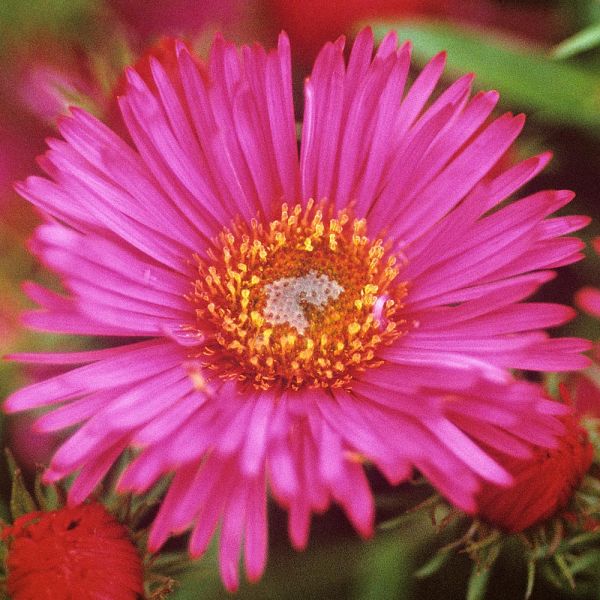  Symphyotrichum Novae-angliae 'Alma Potschke'