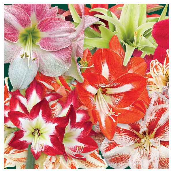  Thirty Wonders Of The Amaryllis World