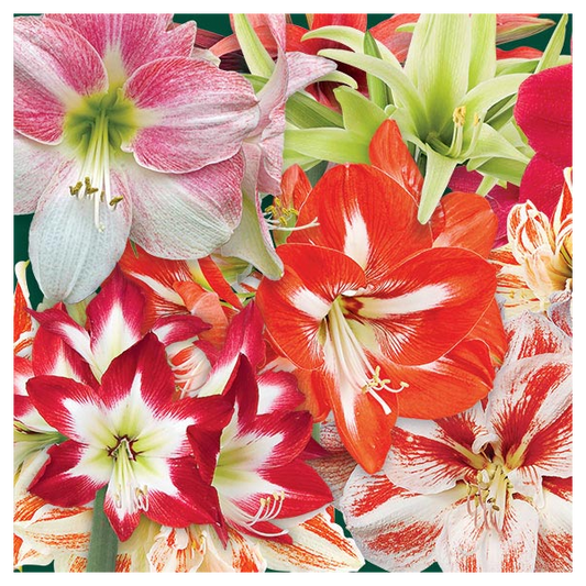  Thirty Wonders Of The Amaryllis World