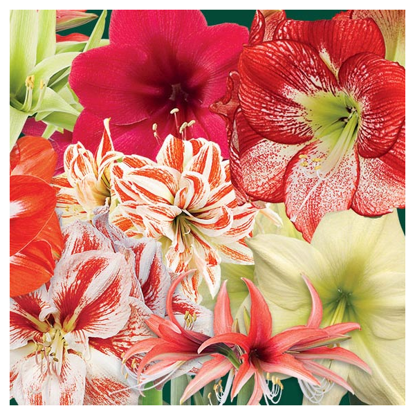  Thirty Wonders Of The Amaryllis World